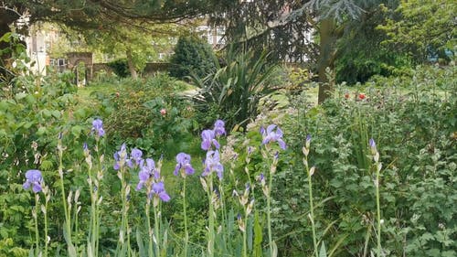 有关公园, 天性, 工厂的免费素材视频