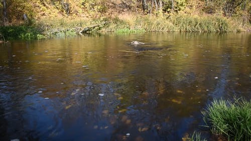 有关天性, 水, 河的免费素材视频