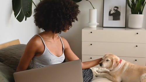 有关宠物爱好者, 室内, 宠物的免费素材视频
