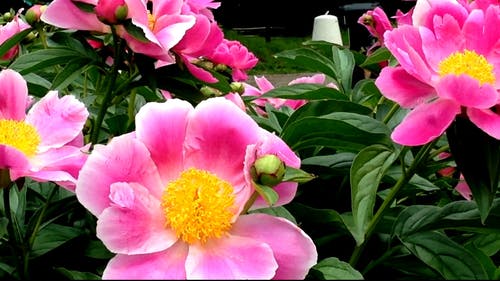 有关天性, 干, 户外的免费素材视频