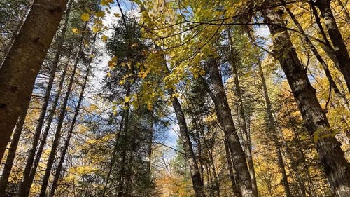 有关@户外, 享受, 加拿大的免费素材视频