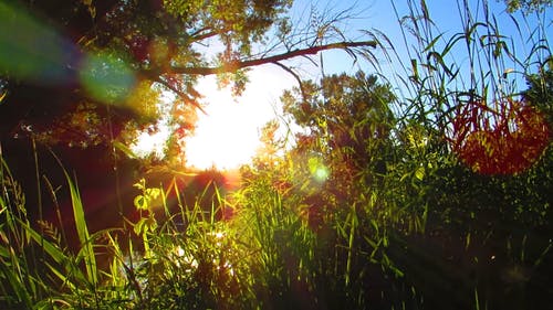 有关天性, 森林, 植物的免费素材视频