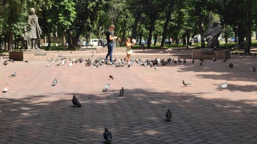 有关一群鸟, 休闲, 光与影的免费素材视频