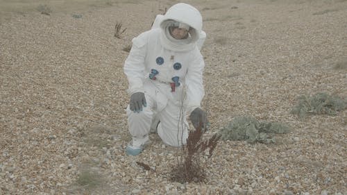 宇航员跪着抚摸植物 · 免费素材视频