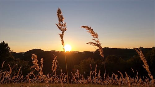 有关surise, 太阳, 摇曳的免费素材视频