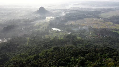 有关下田, 农业领域, 天性的免费素材视频