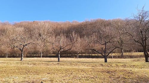 有关天性, 户外, 晴天的免费素材视频