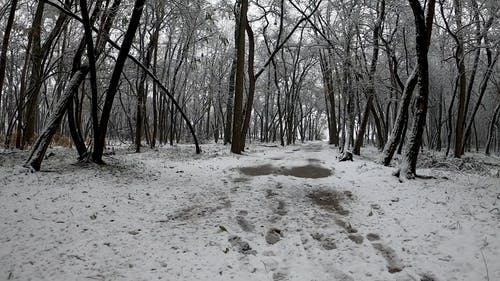 有关下雪, 下雪的, 人的免费素材视频