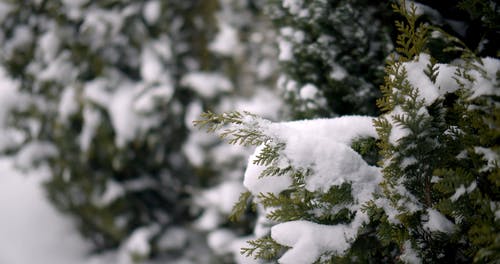 有关下雪的, 冬季, 冷冰的的免费素材视频