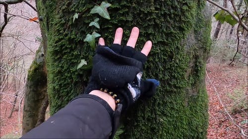 有关手套, 接触, 森林的免费素材视频