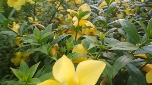 有关天性, 工厂, 平移拍摄的免费素材视频