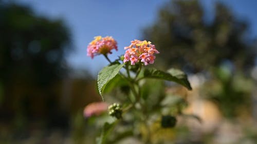 有关宏观, 植物, 植物群的免费素材视频