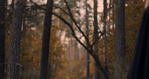在森林里行走的女巫的背 · 免费素材视频