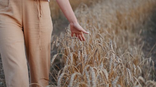 有关下田, 乾草, 夏天的免费素材视频