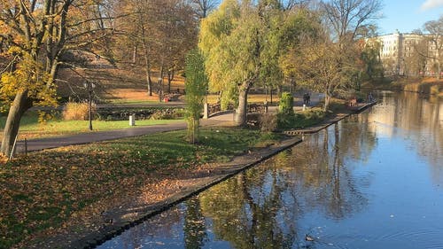 有关下落, 公园, 树木的免费素材视频