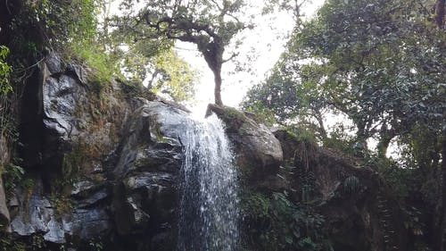 有关丛林, 天性, 慢动作的免费素材视频