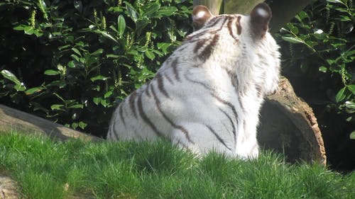 有关动物, 天性, 工厂的免费素材视频