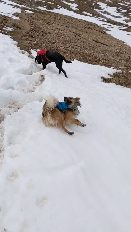 有关冬季, 垂直视频, 宠物的免费素材视频