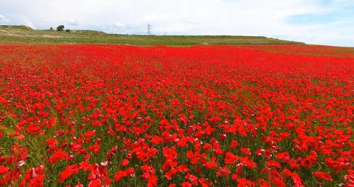 有关农田, 动弹, 户外的免费素材视频