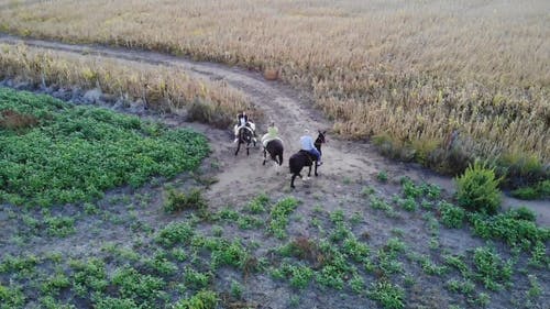 有关休闲, 农业领域, 动物的免费素材视频