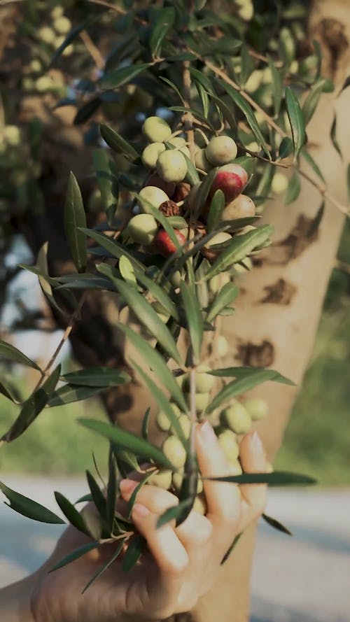 有关@户外, 不露面, 修剪花草的免费素材视频