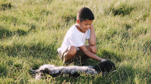 有关4k, 休闲, 动物的免费素材视频