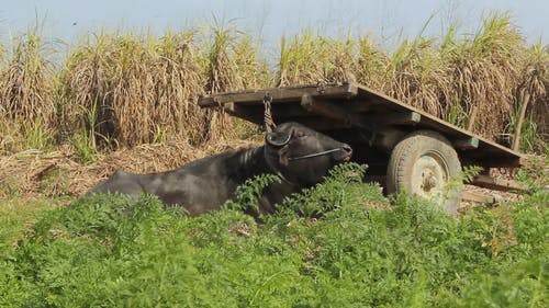 有关休息, 动物, 哺乳动物的免费素材视频