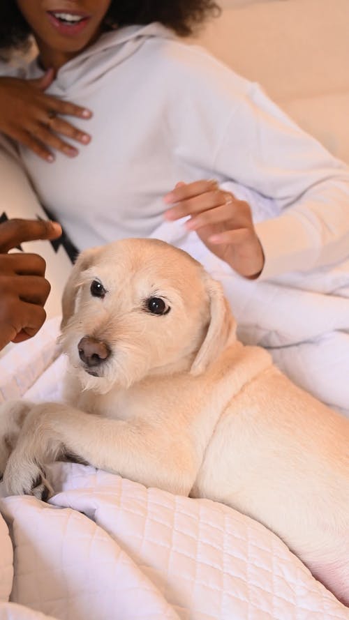 有关一对, 动物, 可爱的免费素材视频