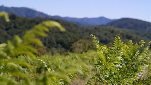 有关丛林, 和平的, 多风的免费素材视频