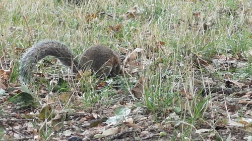 有关leavs, カサデメンハル, 免费视频的免费素材视频