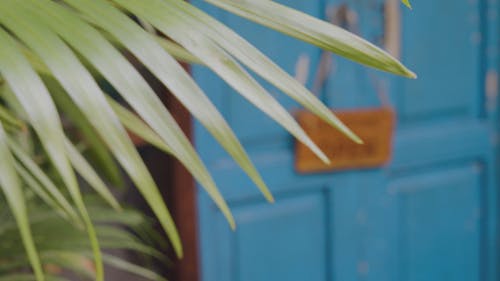 有关打开, 挂, 树叶的免费素材视频