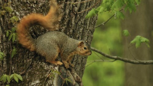 有关动物, 坐, 天性的免费素材视频