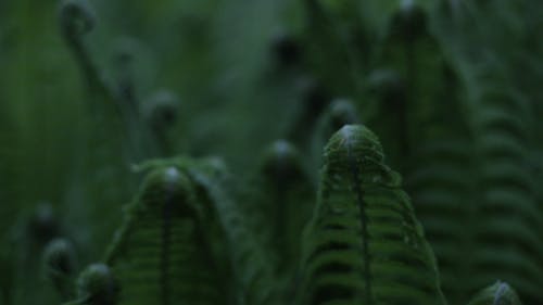 有关树叶, 特写, 蕨类植物的免费素材视频