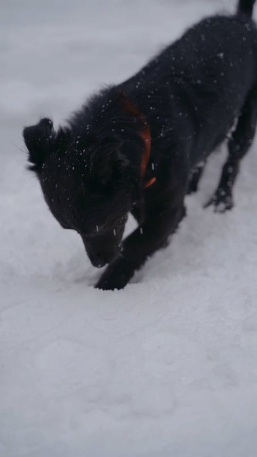 有关下雪的, 冬季, 垂直视频的免费素材视频