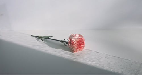 有关干, 植物群, 白色背景的免费素材视频