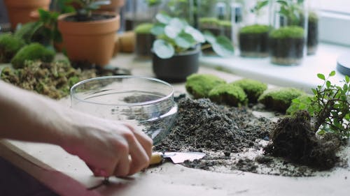 有关修剪花草, 卵石, 土的免费素材视频