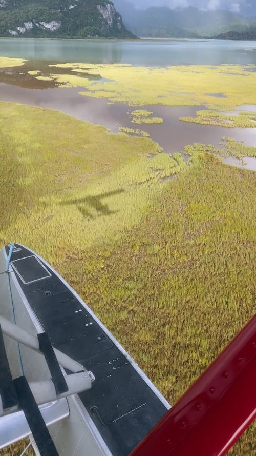 有关垂直视频, 天性, 户外的免费素材视频