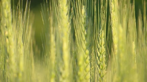 有关天性, 小麦, 模糊的背景的免费素材视频