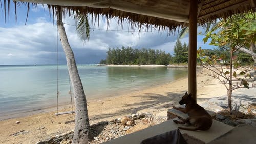 有关假期, 动物, 天性的免费素材视频