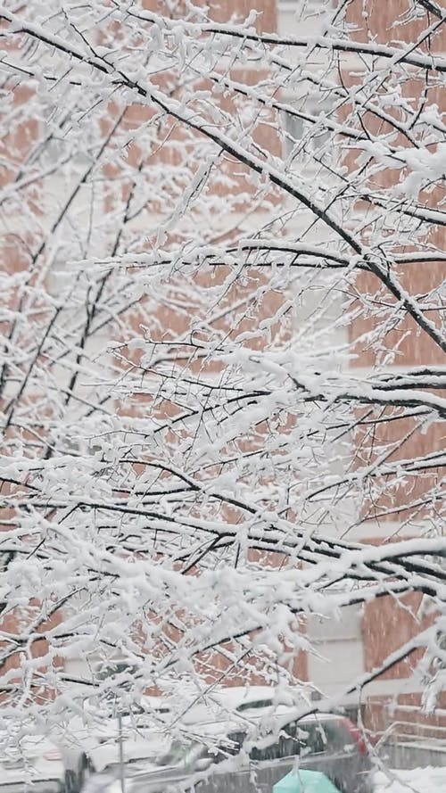 有关下雪, 冬季, 冷的免费素材视频