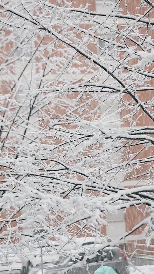 有关下雪, 冬季, 冷的免费素材视频