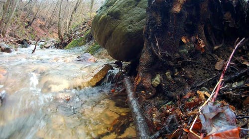 有关天性, 根, 水的免费素材视频