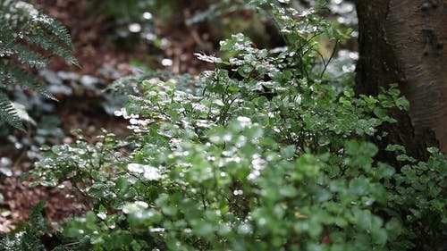 有关地面, 增长, 天性的免费素材视频