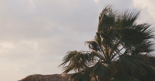 有关低角度拍摄, 天性, 天空的免费素材视频