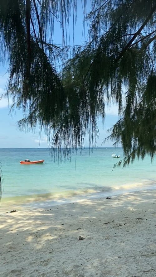 有关垂直视频, 天性, 户外的免费素材视频