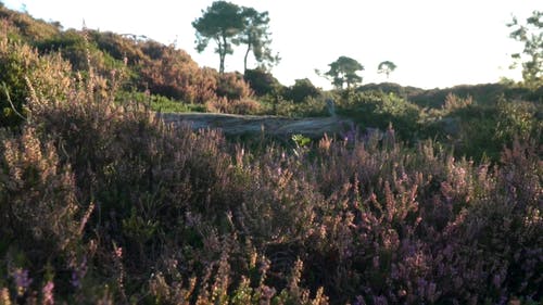 有关多风, 天性, 工厂的免费素材视频