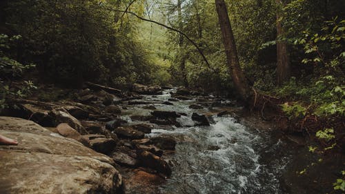 有关forestpark, ロンペンドウアグア, 冒险的免费素材视频