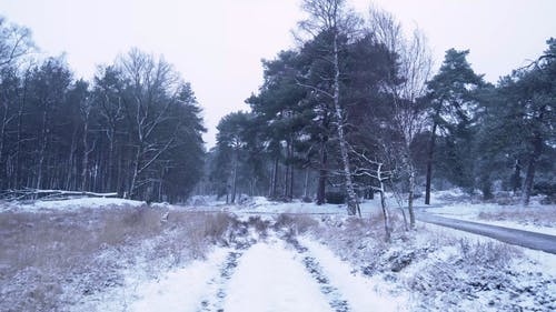 有关dwingelderveld, 冬季, 冷的免费素材视频