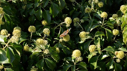 有关动物, 天性, 工厂的免费素材视频