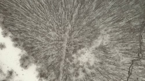 有关冬季, 冬季森林, 大雪覆盖的免费素材视频